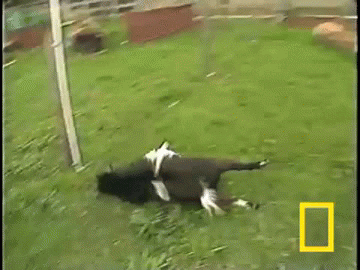 giphy